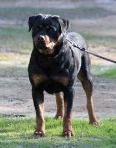TBR Ghita "Precious"