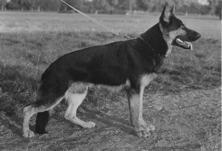 V Kent von der Ratstanne