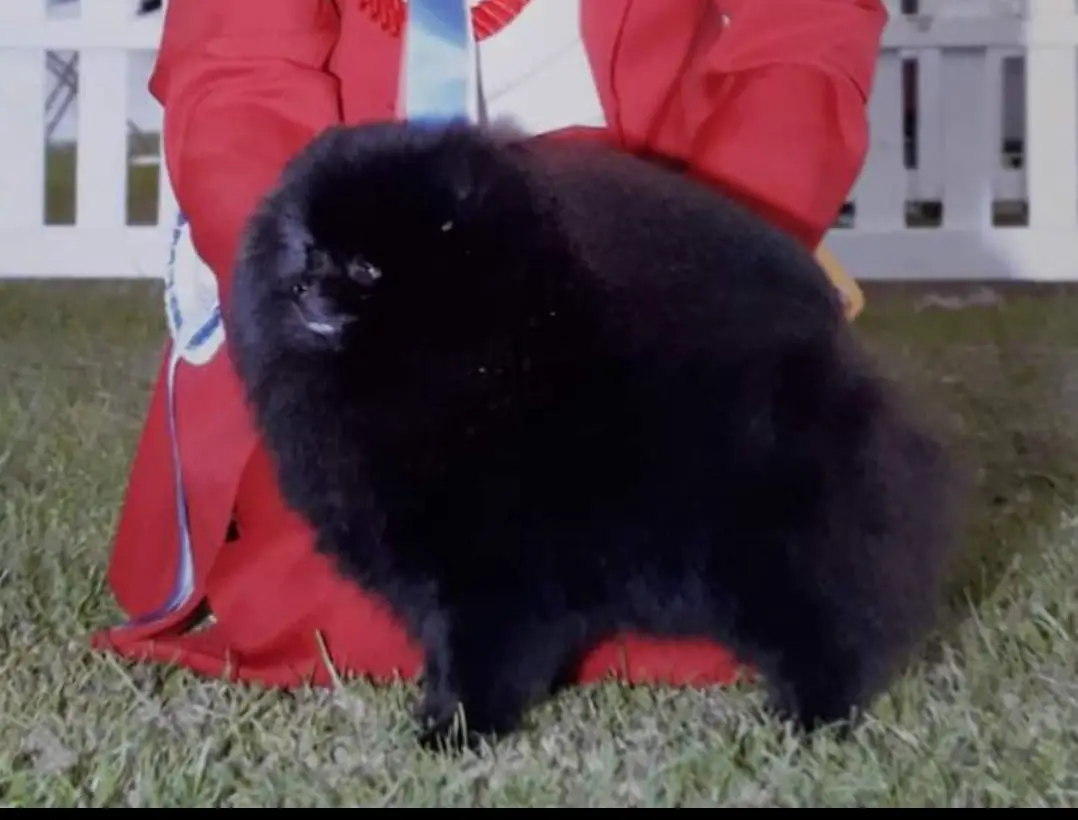 UK Ch TRENARWYN EBONY STATESMAN