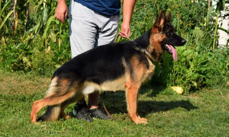 Di Magio Rim Trotter