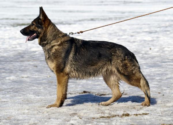 SG Panga od Policie Ceske Republiky