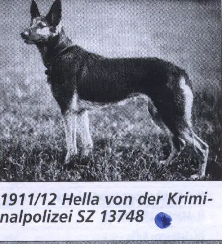 1911/12 SGRN Hella von der Kriminalpolizei