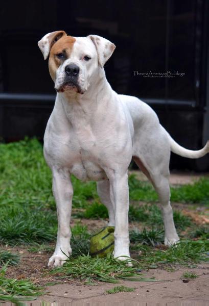 Theora's Secret Crush of BCK