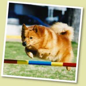 AM/CAN BISS CH Pikkinokka's Nordisk Niccolite