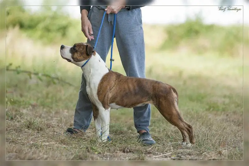 Markov staff little queen