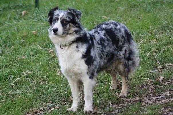 Timberline Blue Jasmine