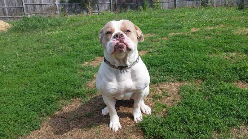 Highland's Beasty Girl