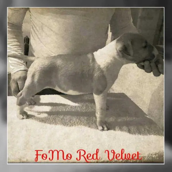 FoMo Red Velvet