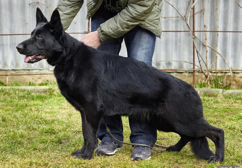 Rayda Djan Golden Pack