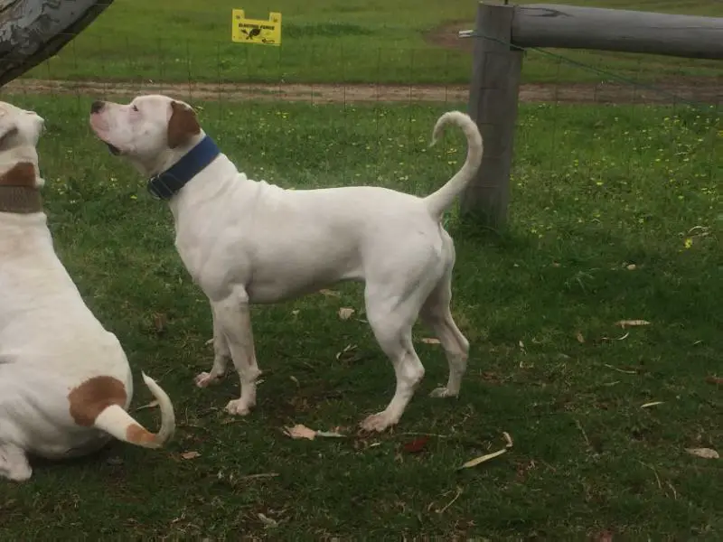 Pedigree American Bulldogs Australia Mississippi