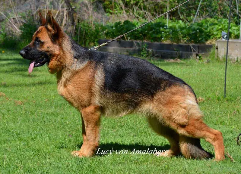 SG1 Lucy von Amalaberg