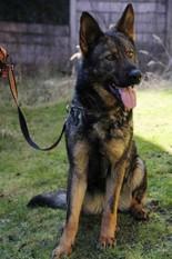 Mirra z Kraje Karla IV