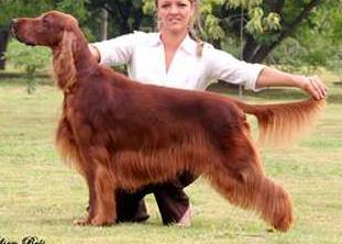 BR PAN INT CH Allegiance Jazz Singer