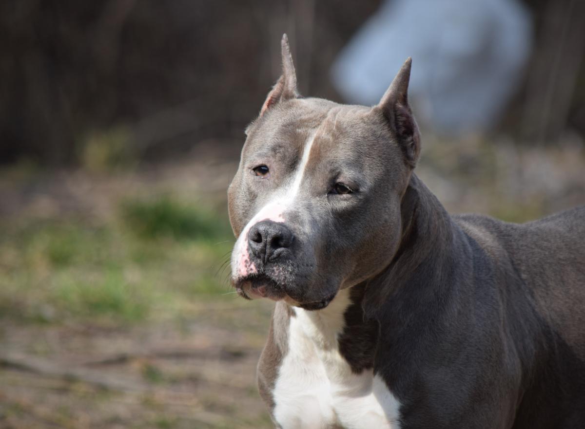 Diadema for Wolffeels Gloria Way