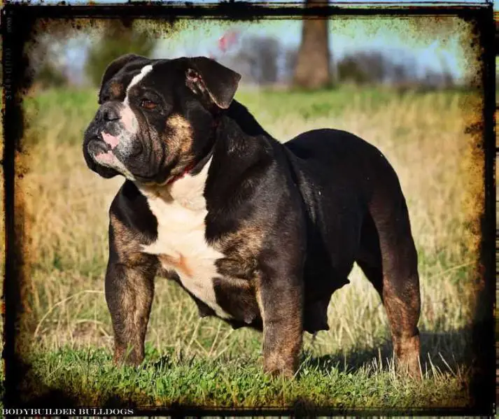 Nok's Classy Girl of Fort Knox