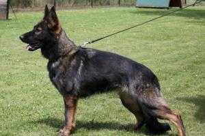 V Cleopatra von der Burg Stolpen