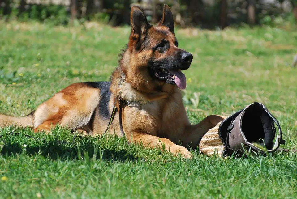 V4 Jango de Felgueiras