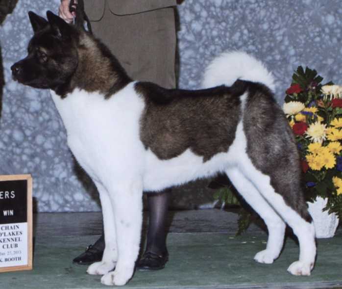 AKC CH Okami's Whispered Fortunes