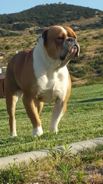 World ReNowned American Bulldog's Bubbles