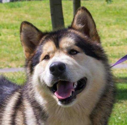 BBIS, JCH BREED, BY, RUS, CH BY, RUS Sapphire Legacy Venus