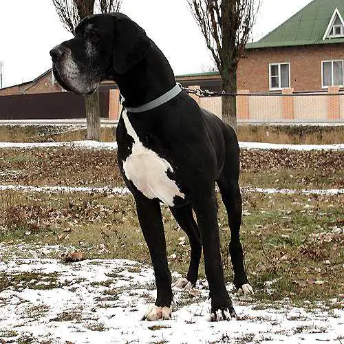 Luizador Maestro Maradona
