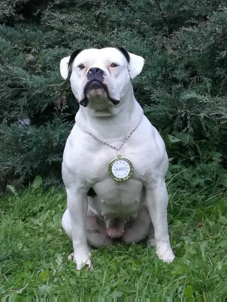 J.S.CH.,2xH.CH. Outlaw American Bulldogs Halle Berry