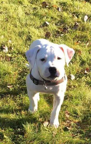 CCBulls Personality goes a long way aka Marley