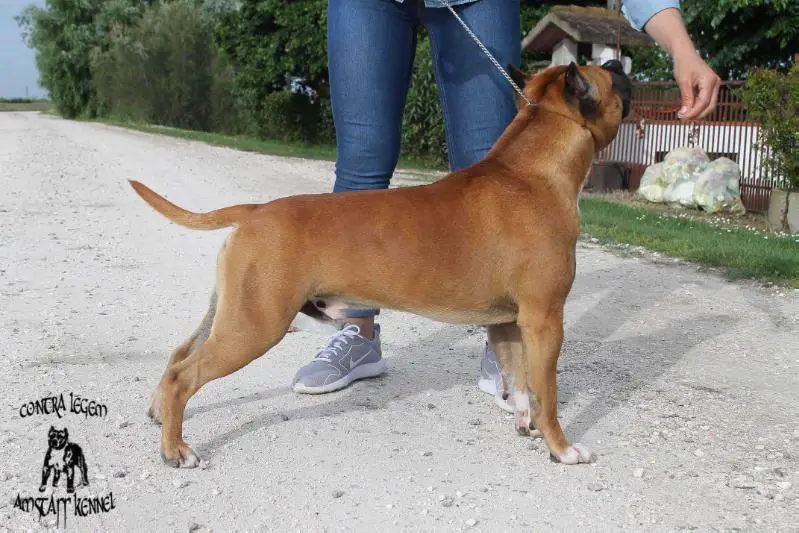 Contra Legem Wolverine