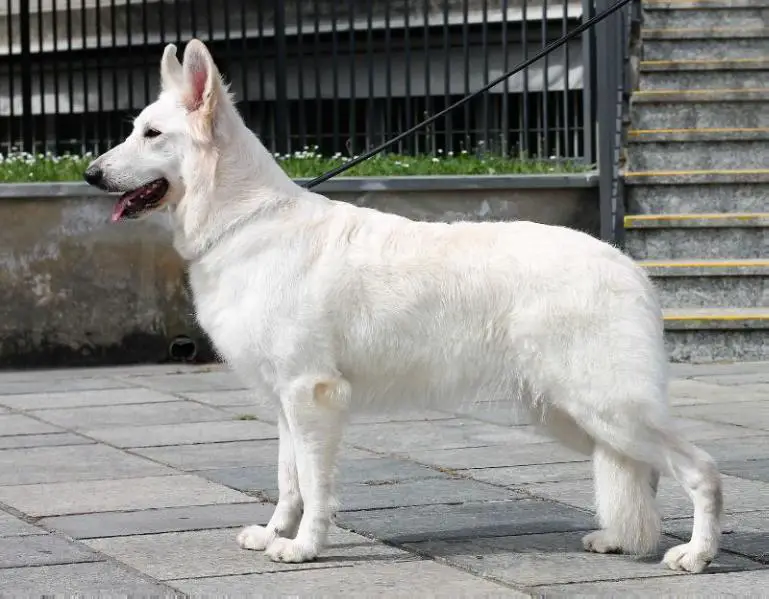 Cannelle Charmaine di Temaline