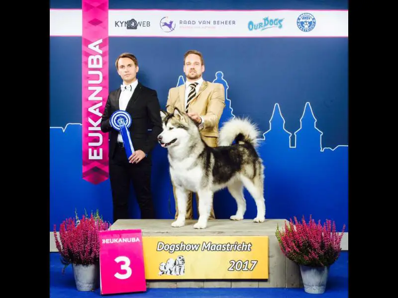 LUX CH / German Winner `17 Xandra Vasilyev Ostrov