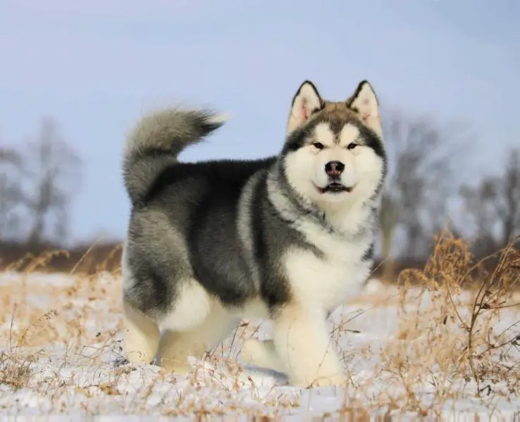 Ironpride's Public Enemy