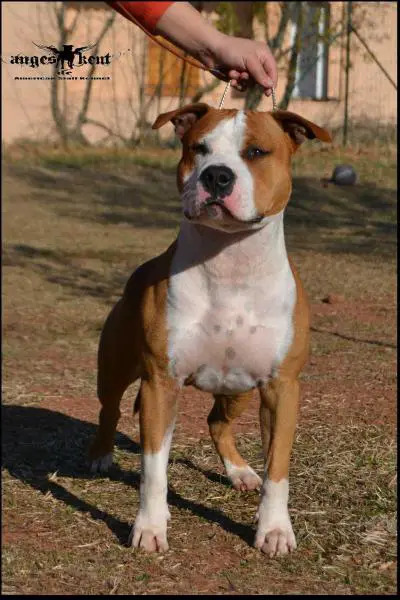 Monty des Anges de Kent