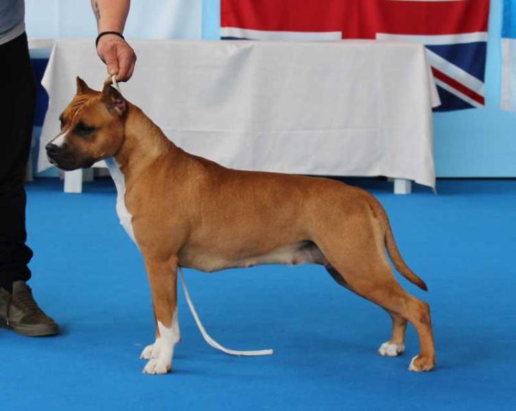 CH Lobotown Lara's Doppelganger of Rock Soul