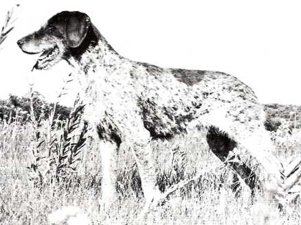 DC HAAR BARON GREMLIN