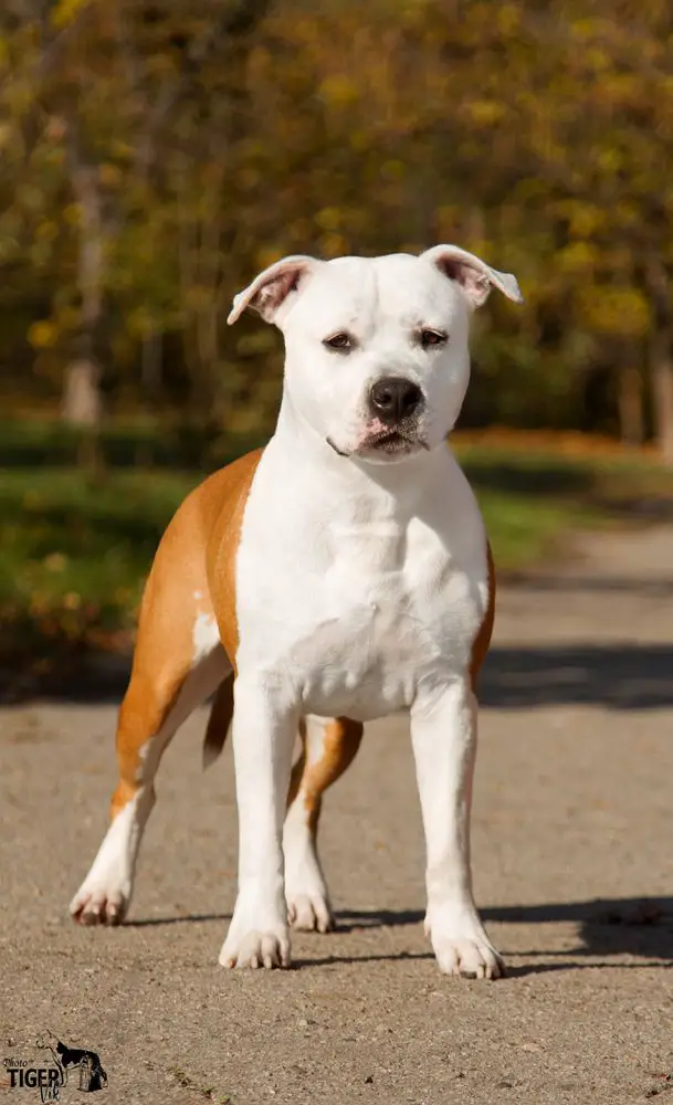 INT.CH. VIVID BLONDE TIGER VIK