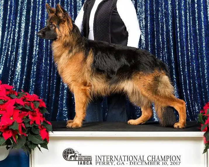 International Honer Show Champion & UKC Champion Diego vom Chemnitztal Gotze