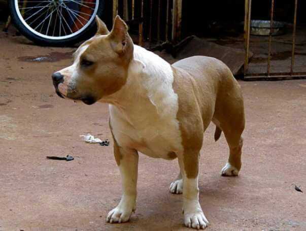 Jack by Hamses Imperio de Midas