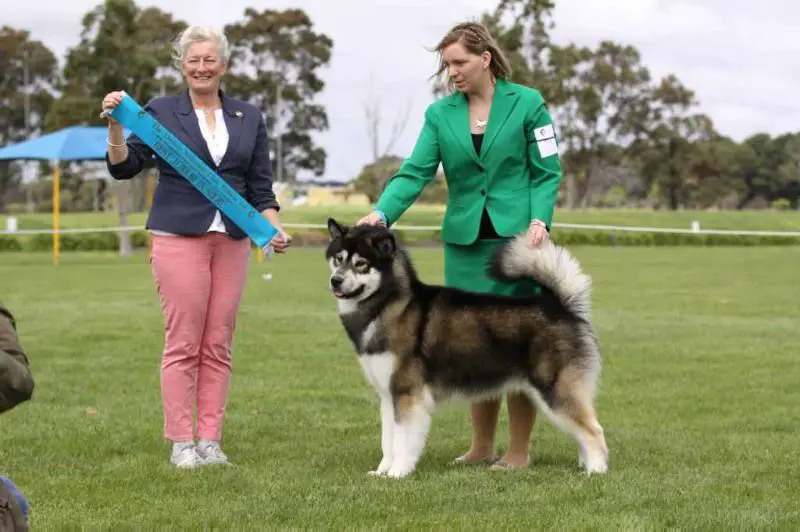 BIS BISS RBIS Aust Sup Ch Niltaran Shyyn On Mawson