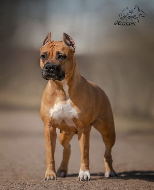 CAC, BOB Astilars Laura