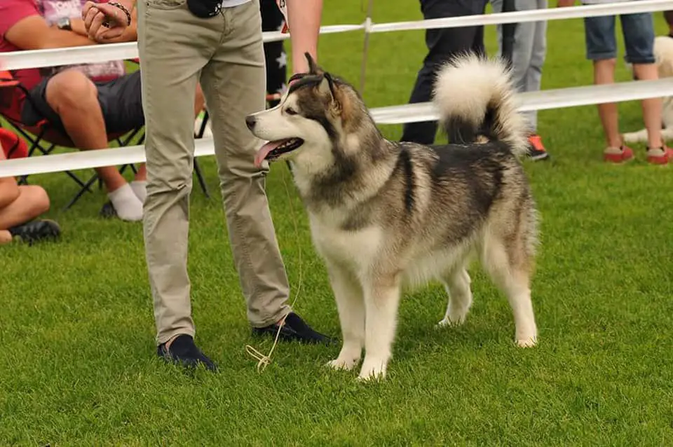 JCHUA, 1xJ.CAC, 8xCAC, 1xR.CAC, 5xCACIB, 4xBOB, 6xBOS Jamiellee Kingwolf