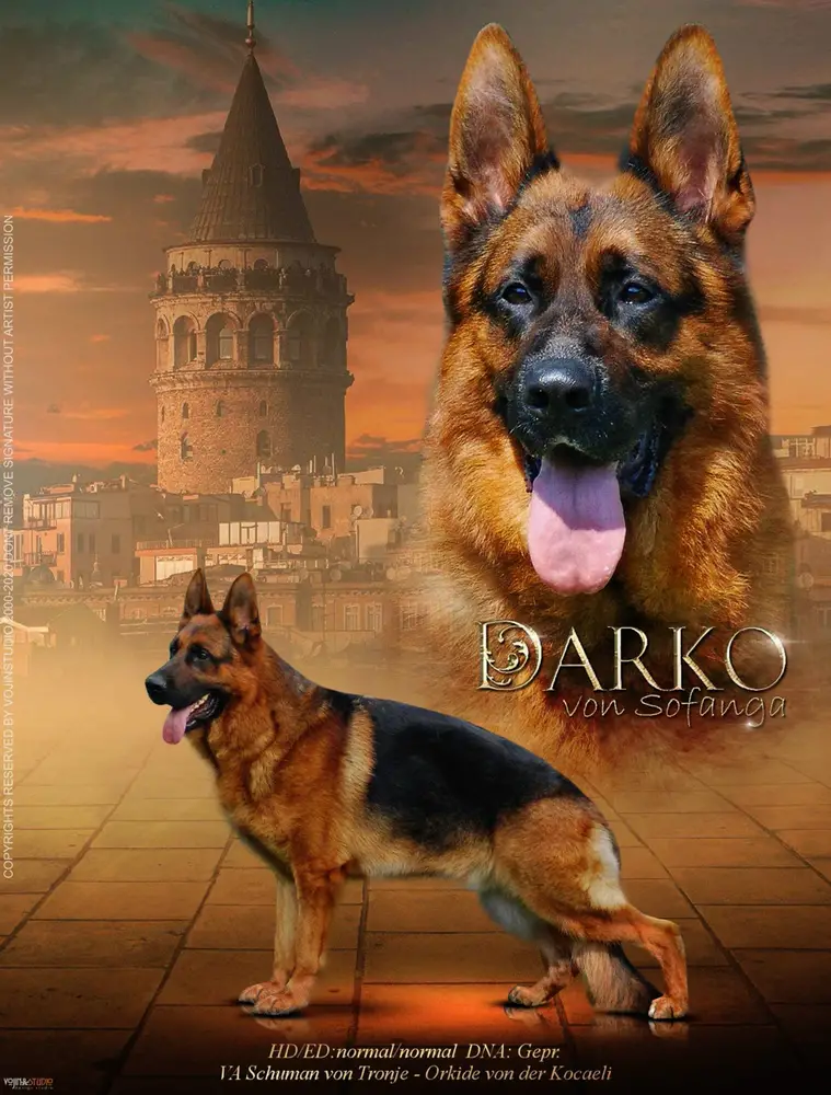 Darko von Sofanga