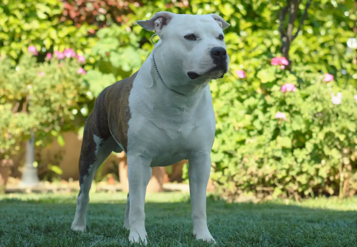 JCh GR,Ch GR,Grand Ch GR,Greek Winner'19,Top Amstaff GR'19 Proud to be Greek Archimedes