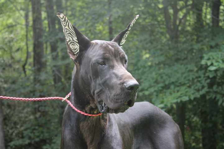 Castlerea's Taken out the Trash @ Swampside