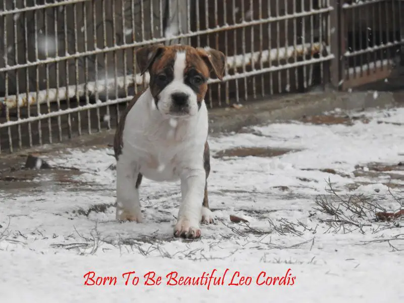 Born To Be Beautiful Leo Cordis