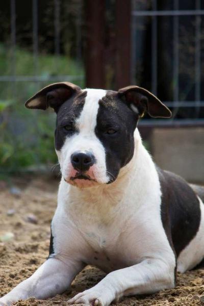 JCH Russia Lithuania CH Russia, RKF Baltic States, Belarus Faiter Roksi Heart