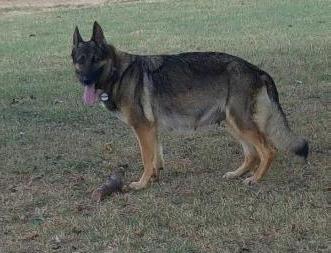 Bessie Vom Walk N Tall