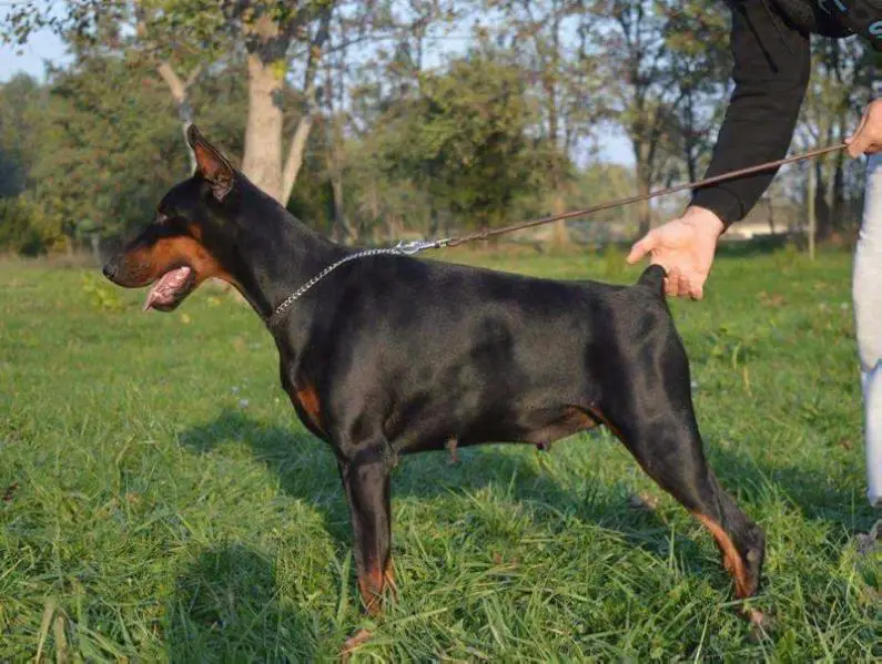 Indiana de Noche Negro