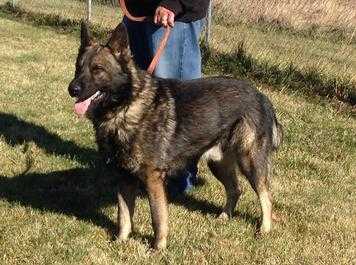 Vador Des Holzes Vom Haus Reinders