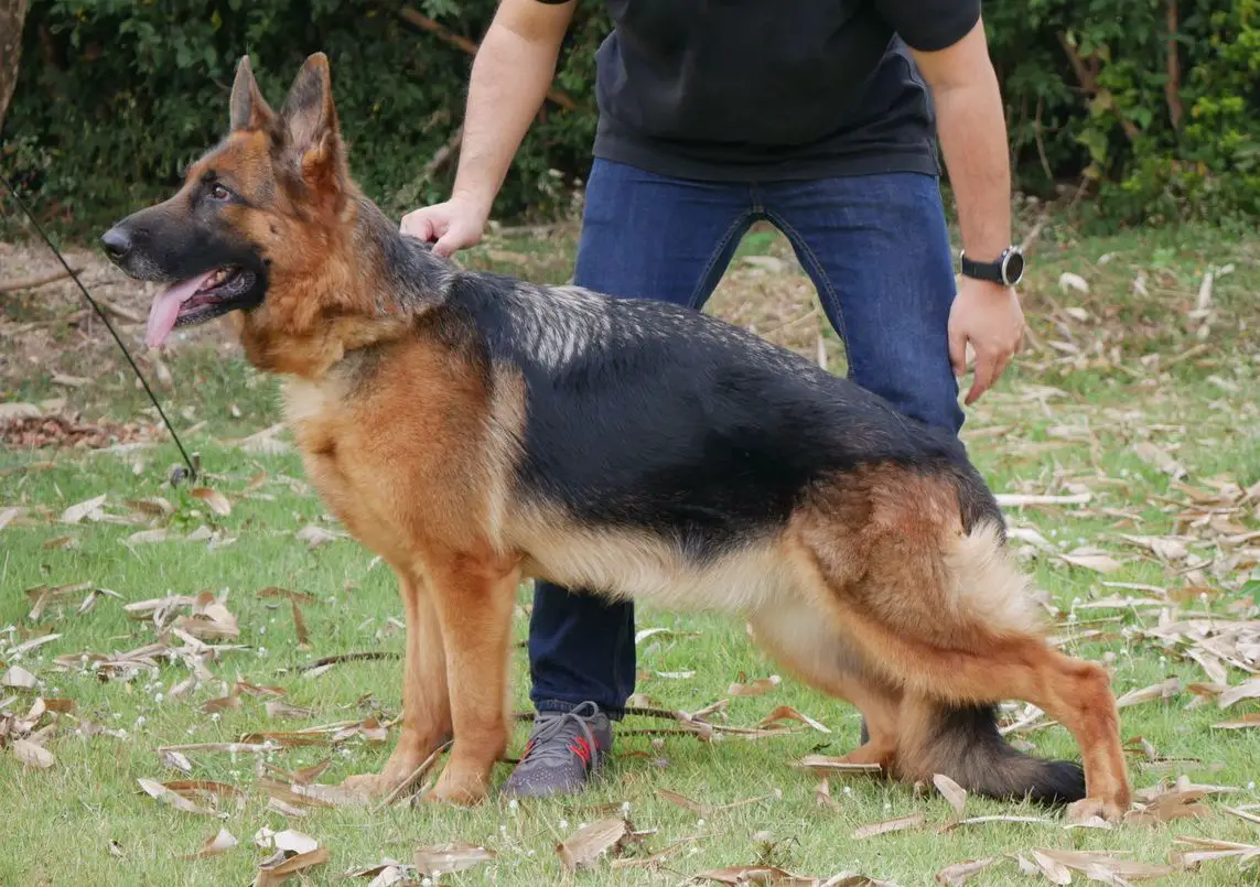 Joy Harley Shepherd vom Sankampang ZW77