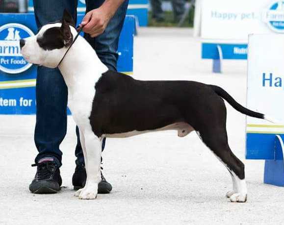 Sky Forger's Cherokee